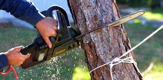 Best Commercial Tree Services  in USA